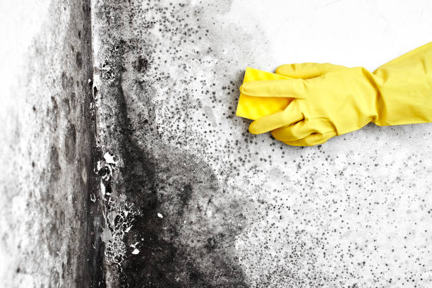 Attic Mold Removal in Sturgeon Bay, WI