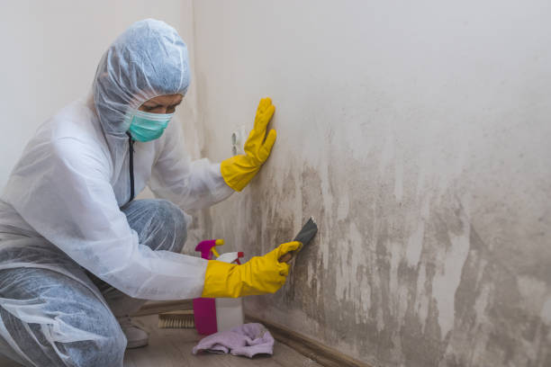 Best Toxic Mold Removal  in Sturgeon Bay, WI