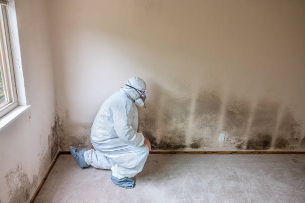 Best Attic Mold Removal  in Sturgeon Bay, WI