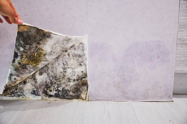 Best Residential Mold Removal  in Sturgeon Bay, WI